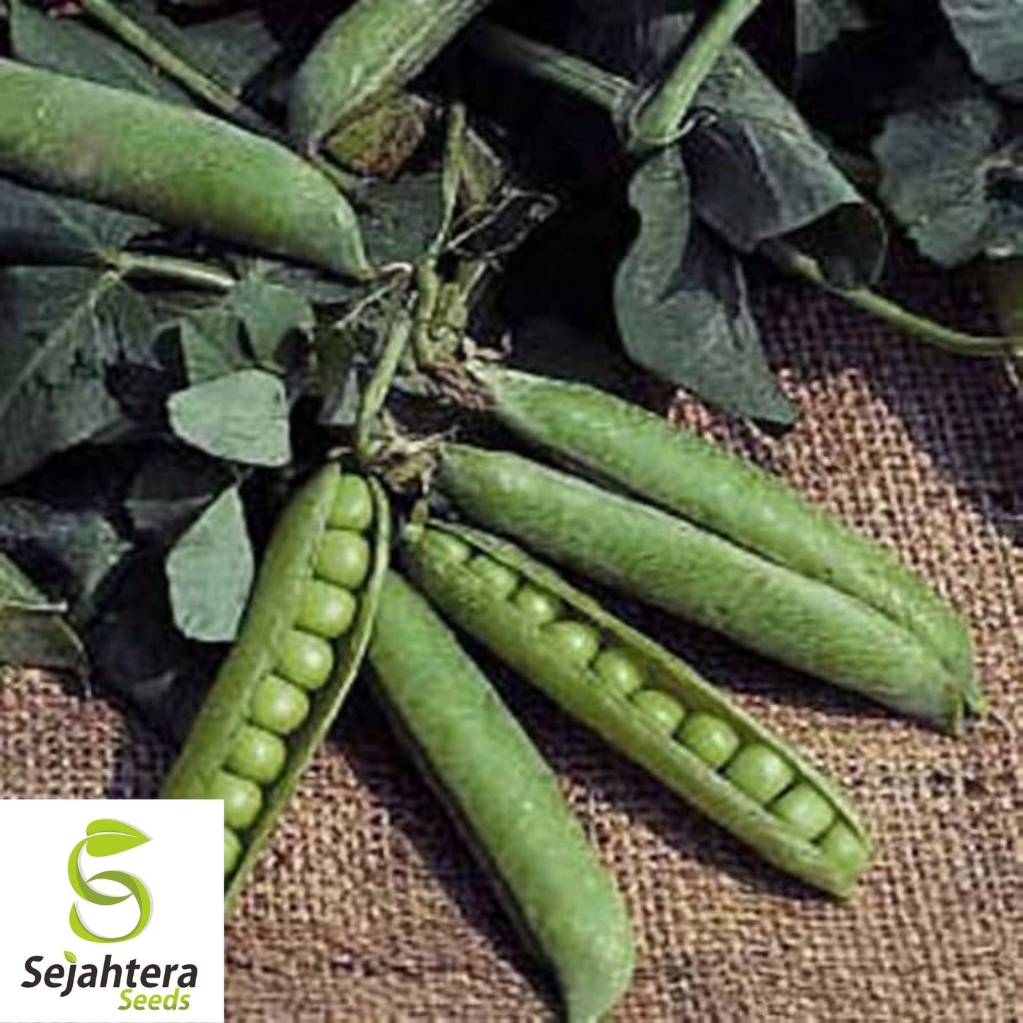 Little Marvel Pea Seeds 25 Ct | Heirloom Pod Vegetable Garden NON-GMO USA