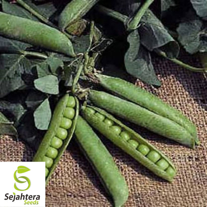 Little Marvel Pea Seeds 25 Ct | Heirloom Pod Vegetable Garden NON-GMO USA