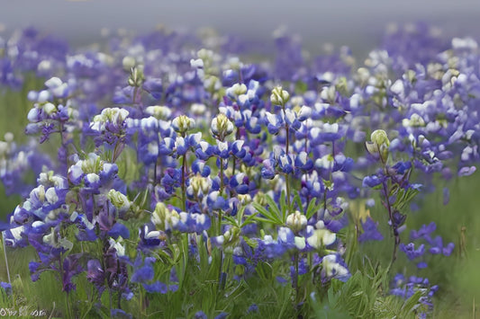 Miniature Lupine (Lupinus bicolor)