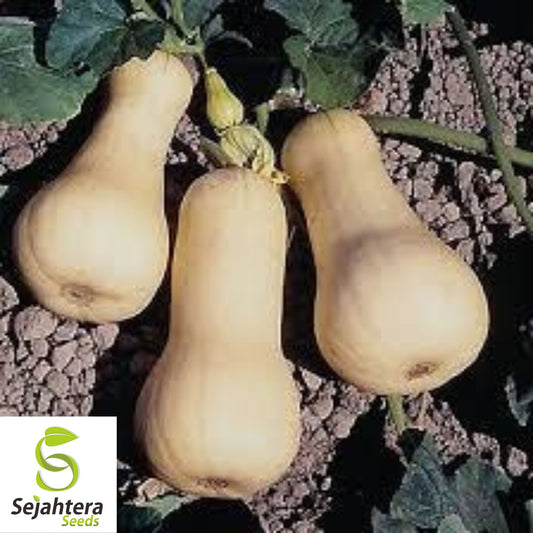 Butternut Waltham Squash Seeds 25 Ct | Winter Vegetable NON-GMO USA