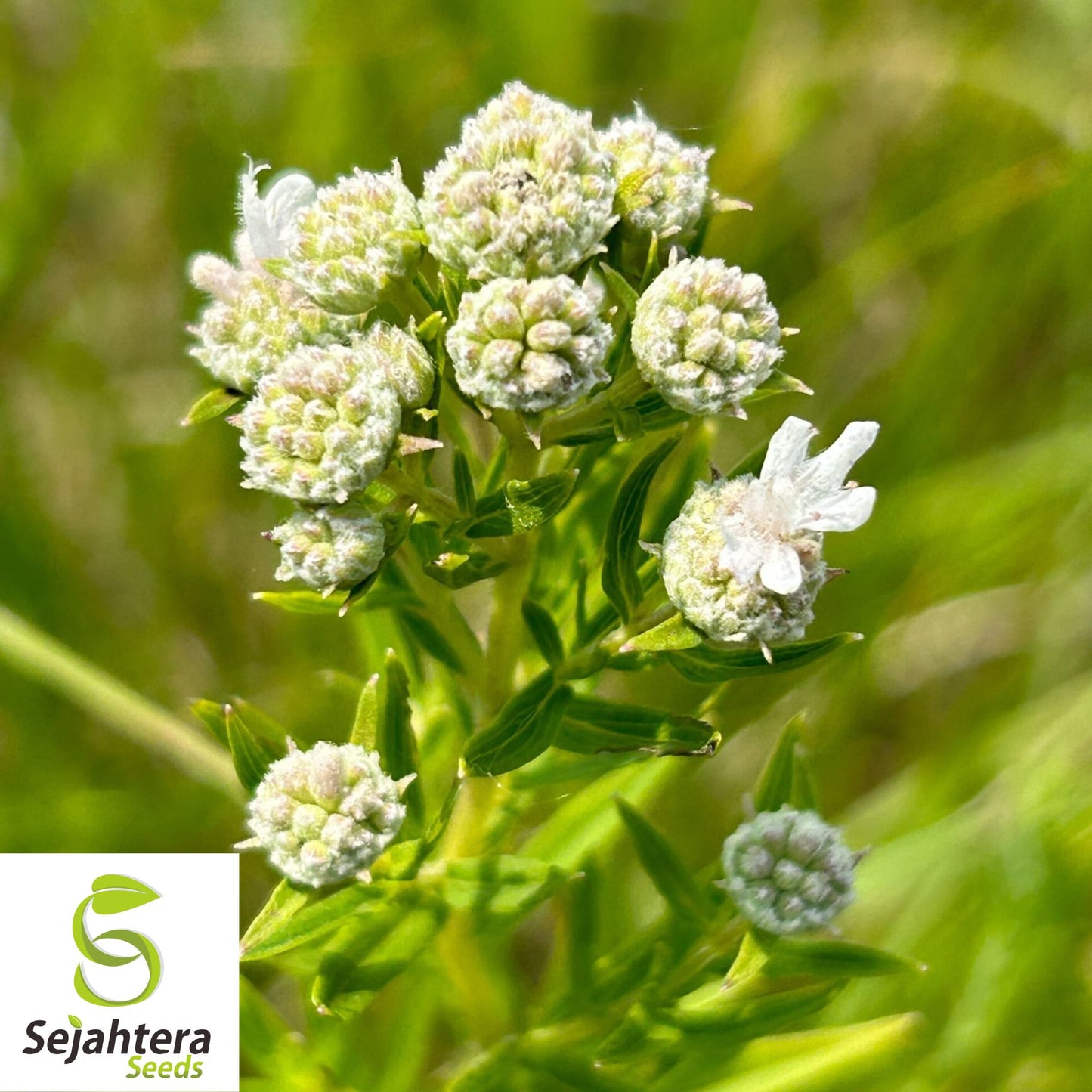 Mountain Mint Seeds {Pycnanthemum virginianum} 100+ Seeds