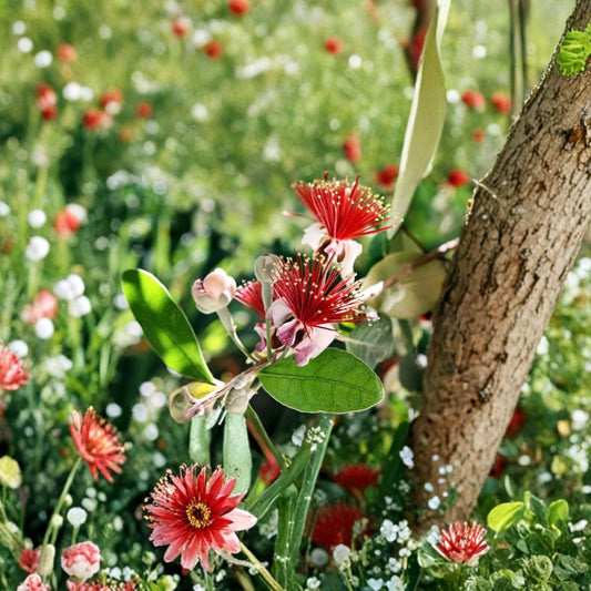 Pineapple Guava – Feijoa sellowiana Live Plant | 3–4 Feet Tall | Ships in 7 Gallon Pot  Cold Hardy Fruit Shrub | Sweet Tropical Flavor | Edible Flowers