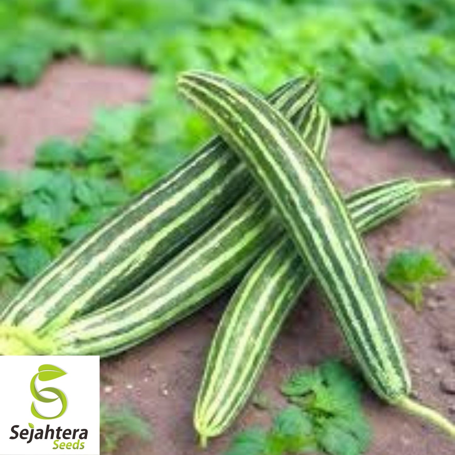 Painted Serpent Cucumber Seeds - 100+ Heirloom, Organic, Non-GMO & Rare