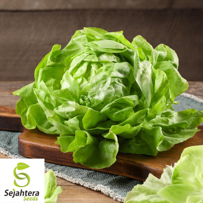 1000 Summer Bibb Lettuce Seeds - Non-GMO, Tender & Crisp Greens