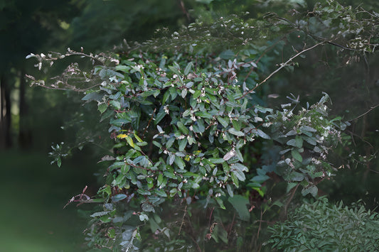 Thorny Elaeagnus Thorny Olive (Elaeagnus pungens)