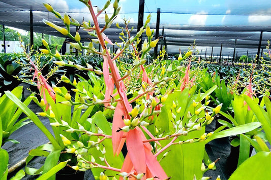 Aechmea Nelleii Bromeliad Plant - 9" Pot - Tropical Indoor Houseplant - Exotic Greenery - Perfect for Home Decor