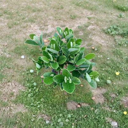 Pineapple Guava – Feijoa sellowiana Live Plant | 3–4 Feet Tall | Ships in 7 Gallon Pot  Cold Hardy Fruit Shrub | Sweet Tropical Flavor | Edible Flowers