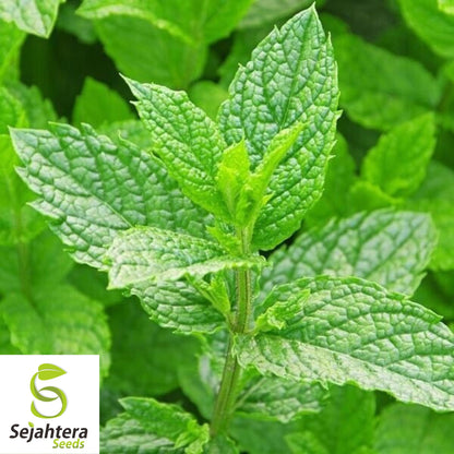 500+ Spearmint Seeds - Non-GMO, Aromatic & Versatile Herb Variety