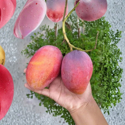 Irwin Mango Tree – Mangifera indica ‘Irwin’ Live Starter Plant | 7–10 Inches Tall | Red Tropical Variety  Compact & Sweet | Fiberless Flesh | Container Friendly