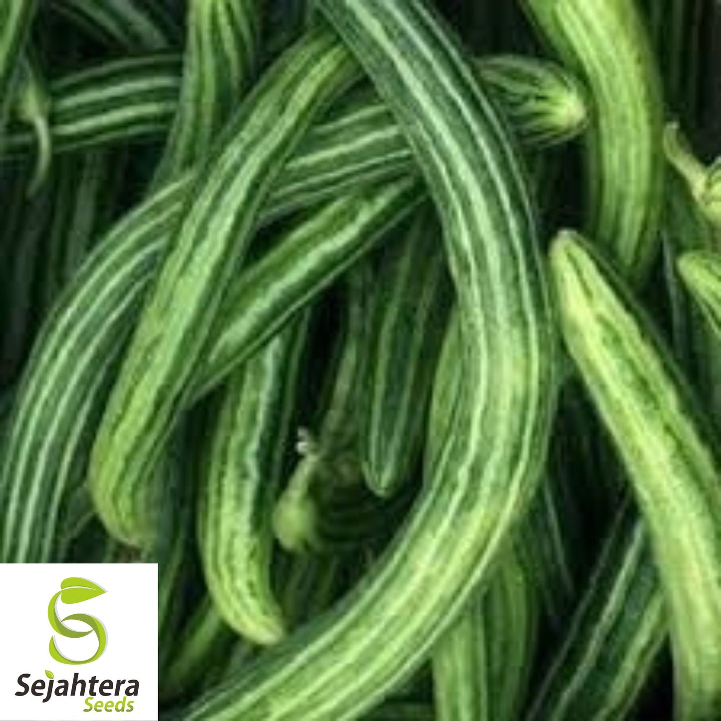 Painted Serpent Cucumber Seeds - 100+ Heirloom, Organic, Non-GMO & Rare