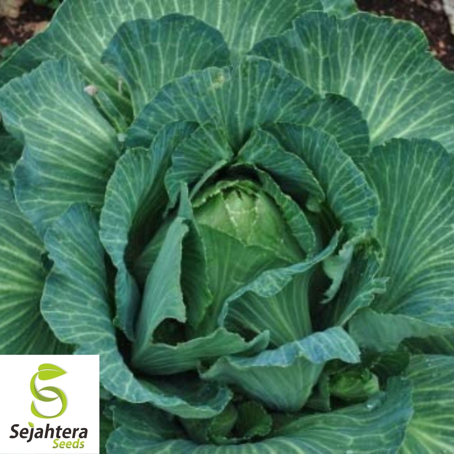 Early Jersey Wakefield Cabbage Seeds 500+ | Heirloom Vegetable NON-GMO USA