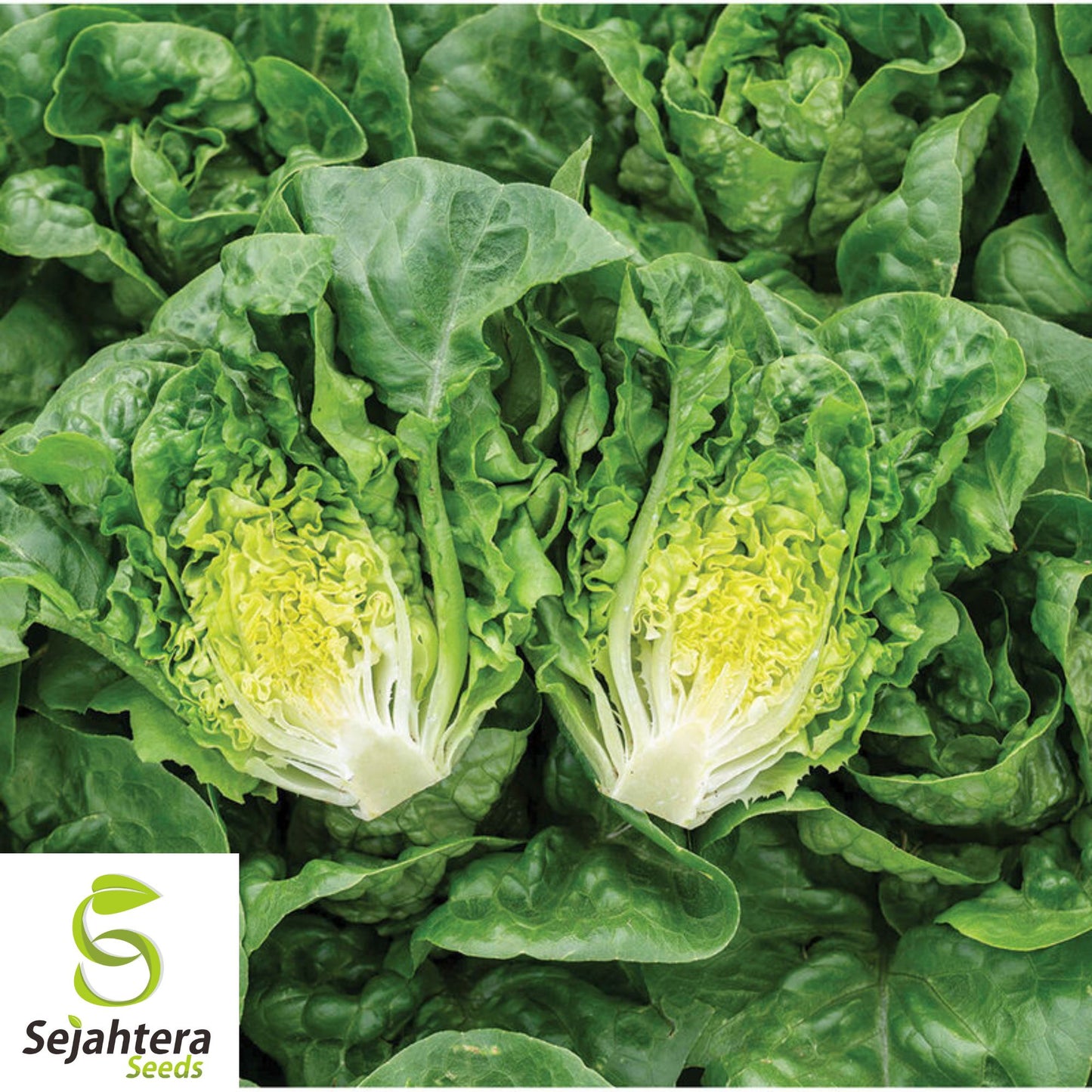 1000 Summer Bibb Lettuce Seeds - Non-GMO, Tender & Crisp Greens