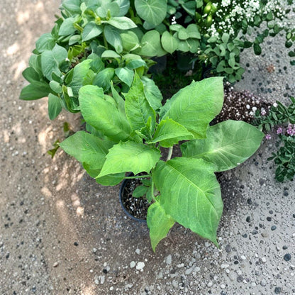 Brugmansia ‘Audrey Lea’ – Angel Trumpet Live Flowering Plant | 1 Foot Tall | Shipped in 1 Gallon Pot  Double Pink-Red Blooms | Dramatic Tropical Shrub | Fragrant Evening Flowers