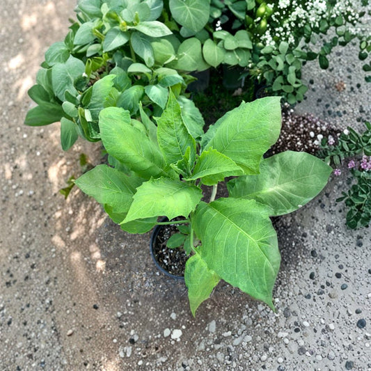 Brugmansia ‘Audrey Lea’ – Angel Trumpet Live Flowering Plant | 1 Foot Tall | Shipped in 1 Gallon Pot  Double Pink-Red Blooms | Dramatic Tropical Shrub | Fragrant Evening Flowers