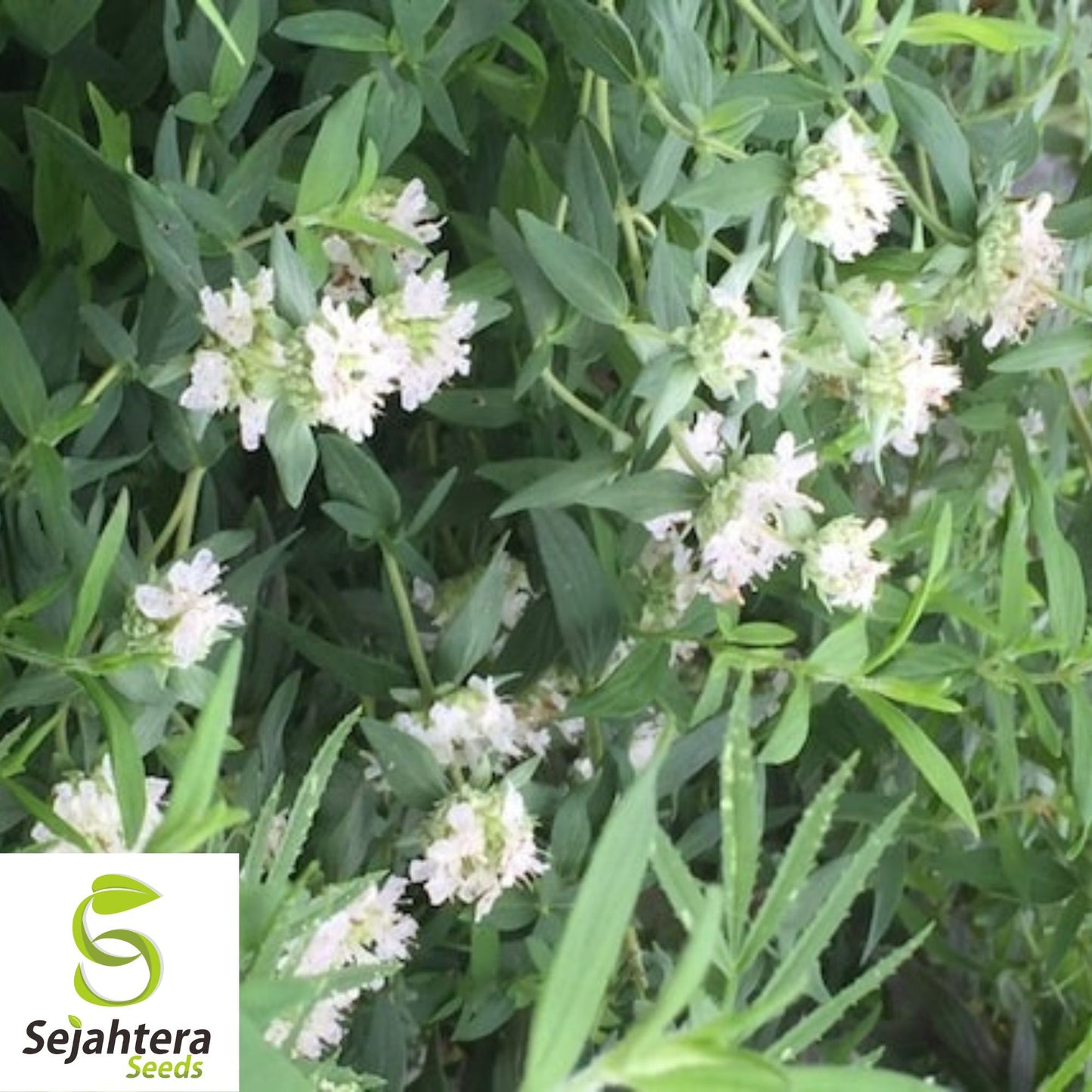 Mountain Mint Seeds {Pycnanthemum virginianum} 100+ Seeds