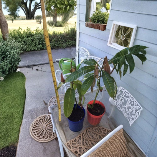 Mango Tree – Mangifera indica Live Seedling | 9–15 Inches Tall | Includes Nursery Pot  Tropical Fruit Starter | Patio & Backyard Friendly | Easy to Grow