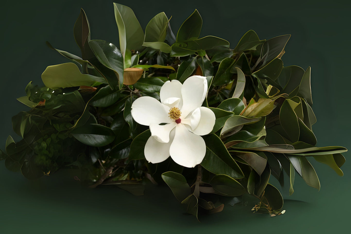 Chinese Evergreen Magnolia Delavays Magnolia (Magnolia delavayi)