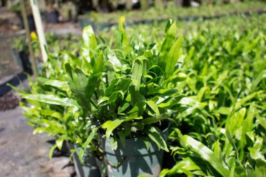 Wart Fern 6" Plant - Hardy Green Fern with Wart-Like Growths - Polypodium spp. - Ideal for Indoor or Outdoor Gardens