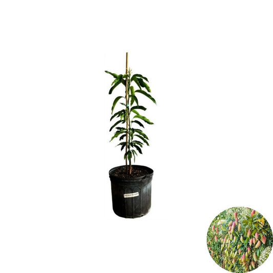 Red Ivory Mango Tree – Mangifera indica Grafted Live Tree | 2–4 Feet Tall | Actual Photos  Tropical Sweet Variety | Elegant Foliage | Ship to CA & PR