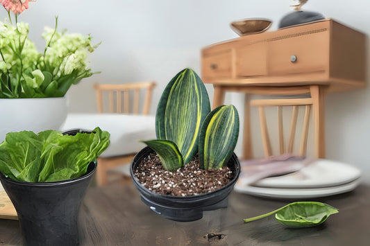 Whale Fin Snake Plant - 6 in Pot - Dracaena masoniana - Large Paddle-Shaped Leaves - Architectural Indoor/Outdoor Plant