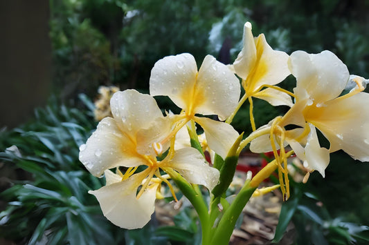 Yellow Butterfly Ginger Rhizomes (2x) with Stalk - Hedychium flavescens - Fragrant Tropical Plant, Attracts Pollinators