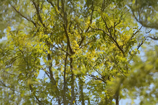 Aripin Chaperon Blanco Palo Colorada Totoposte (Caesalpinia velutina)