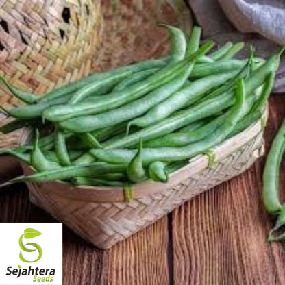 Improved Tendergreen Bean Seeds 50 Ct | Stringless Bush Green Vegetable USA