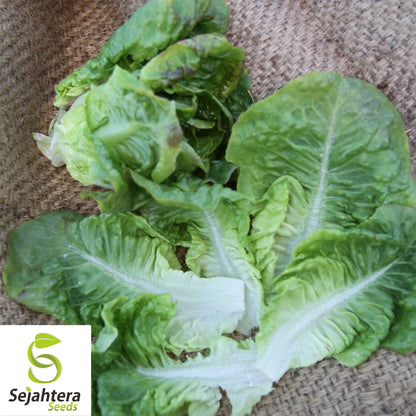 1000 Summer Bibb Lettuce Seeds - Non-GMO, Tender & Crisp Greens