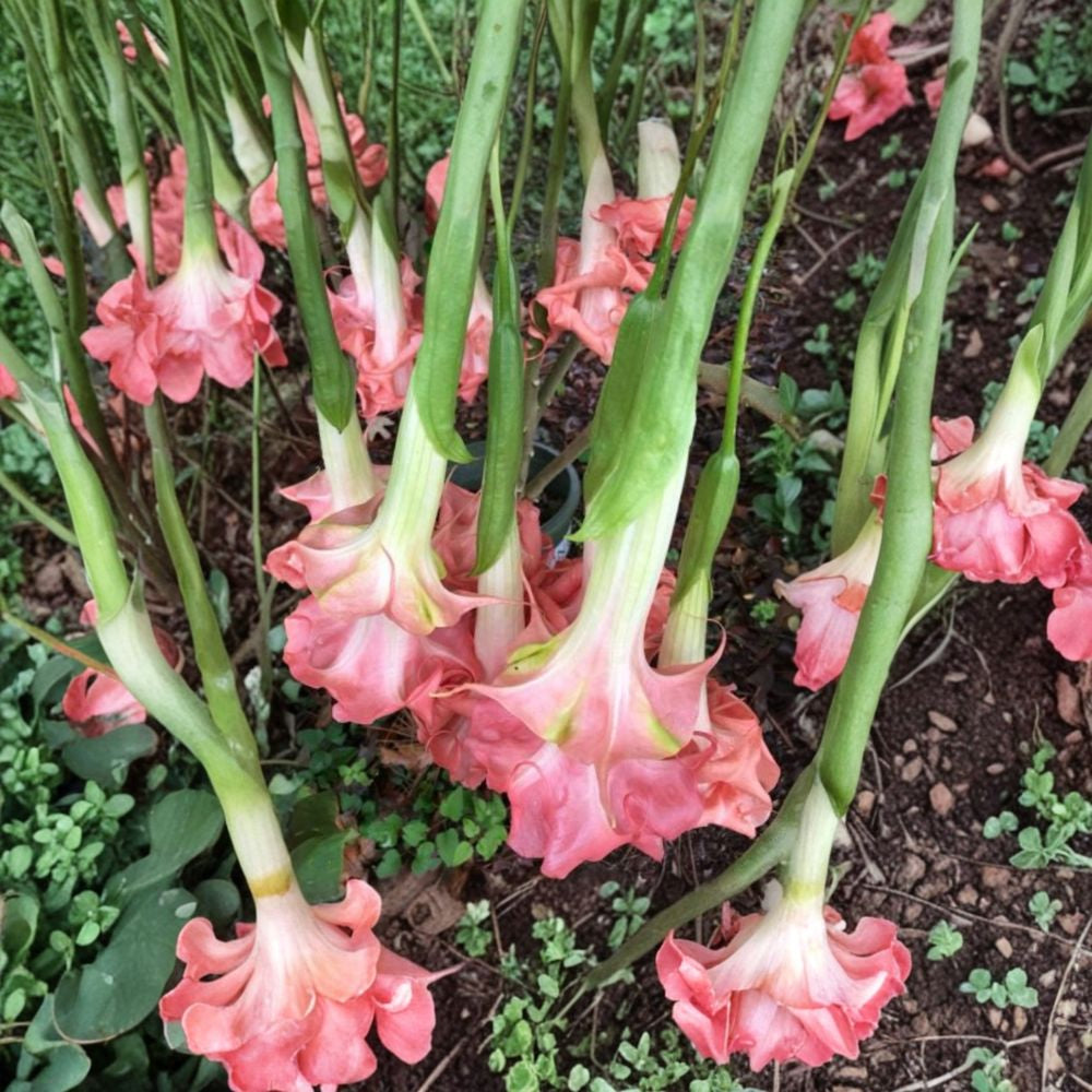 Brugmansia ‘Audrey Lea’ – Angel Trumpet Live Flowering Plant | 1 Foot Tall | Shipped in 1 Gallon Pot  Double Pink-Red Blooms | Dramatic Tropical Shrub | Fragrant Evening Flowers