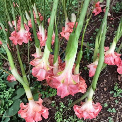 Brugmansia ‘Audrey Lea’ – Angel Trumpet Live Flowering Plant | 1 Foot Tall | Shipped in 1 Gallon Pot  Double Pink-Red Blooms | Dramatic Tropical Shrub | Fragrant Evening Flowers