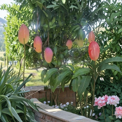 Mango Tree – Mangifera indica Live Seedling | 9–15 Inches Tall | Includes Nursery Pot  Tropical Fruit Starter | Patio & Backyard Friendly | Easy to Grow