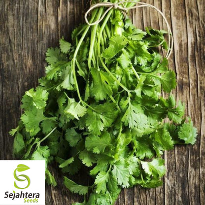 Cilantro Coriander Seeds 100+ | Heirloom Herb Mexican Spice NON-GMO USA