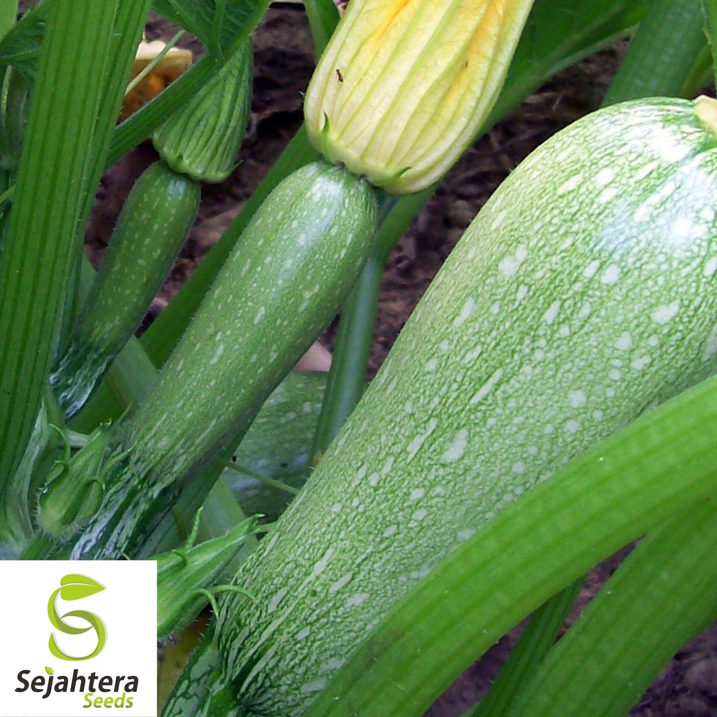 Grey Zucchini Summer Squash Seeds 15 Ct | Gray Squash Vegetable Garden USA