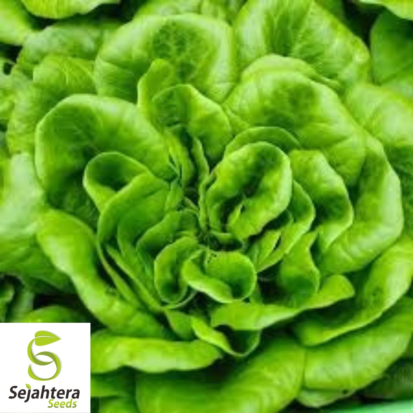 1000 Summer Bibb Lettuce Seeds - Non-GMO, Tender & Crisp Greens