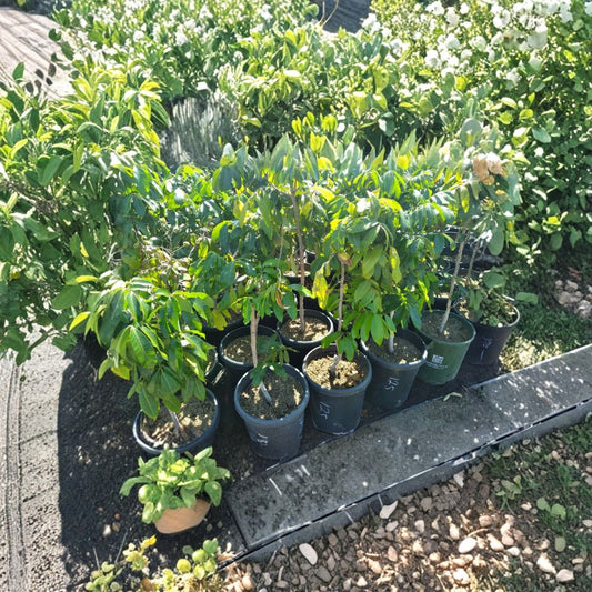 Longan Air Layered Tree – Dimocarpus longan Air-Layered Live Tree | 3 Feet Tall | Bigger Trunk | Shipped in 3 Gallon Pot  Sweet Aromatic Fruit | Early Season Producer | Tropical Backyard Favorite