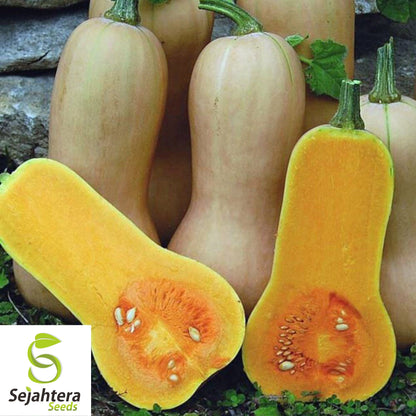 Butternut Waltham Squash Seeds 25 Ct | Winter Vegetable NON-GMO USA