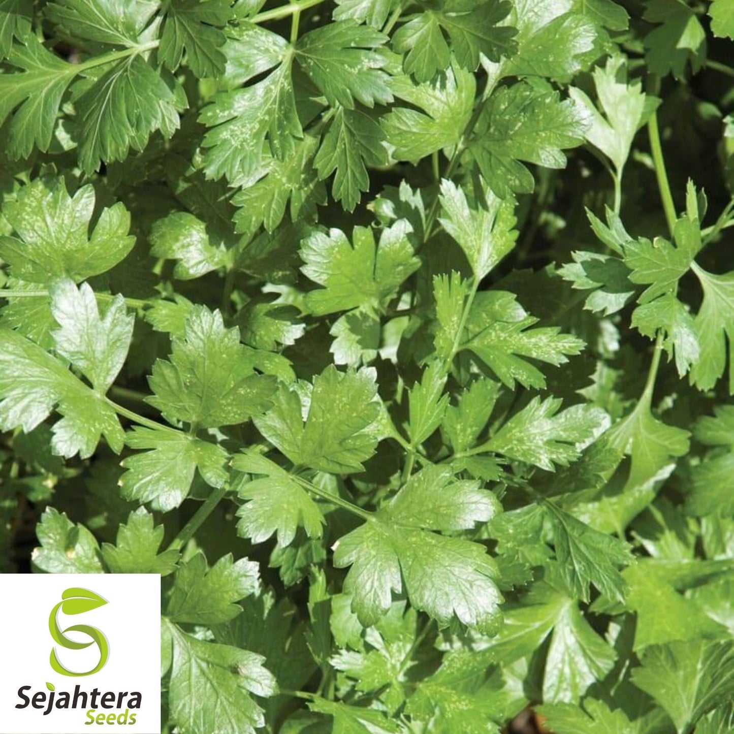 Cilantro Coriander Seeds 100+ | Heirloom Herb Mexican Spice NON-GMO USA