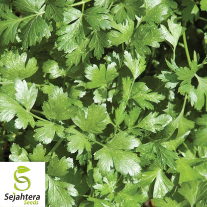Cilantro Coriander Seeds 100+ | Heirloom Herb Mexican Spice NON-GMO USA