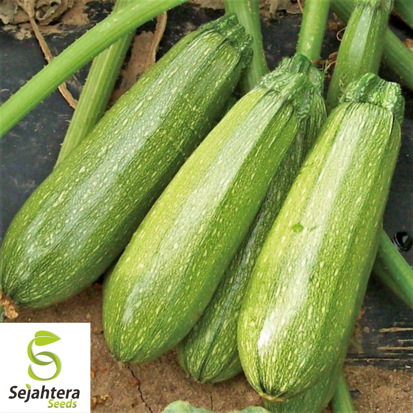 Grey Zucchini Summer Squash Seeds 15 Ct | Gray Squash Vegetable Garden USA