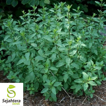 500+ Spearmint Seeds - Non-GMO, Aromatic & Versatile Herb Variety