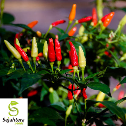 25 Tabasco Pepper Seeds - Non-GMO, Spicy & Versatile Variety