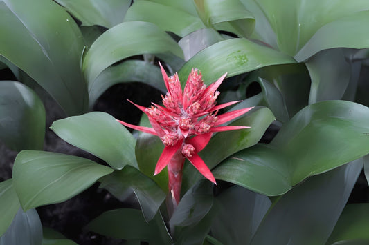 Bromeliad Aechmea Harvito 6" Pot - Tropical Indoor Plant for Home Decor, Houseplant, Aechmea spp.