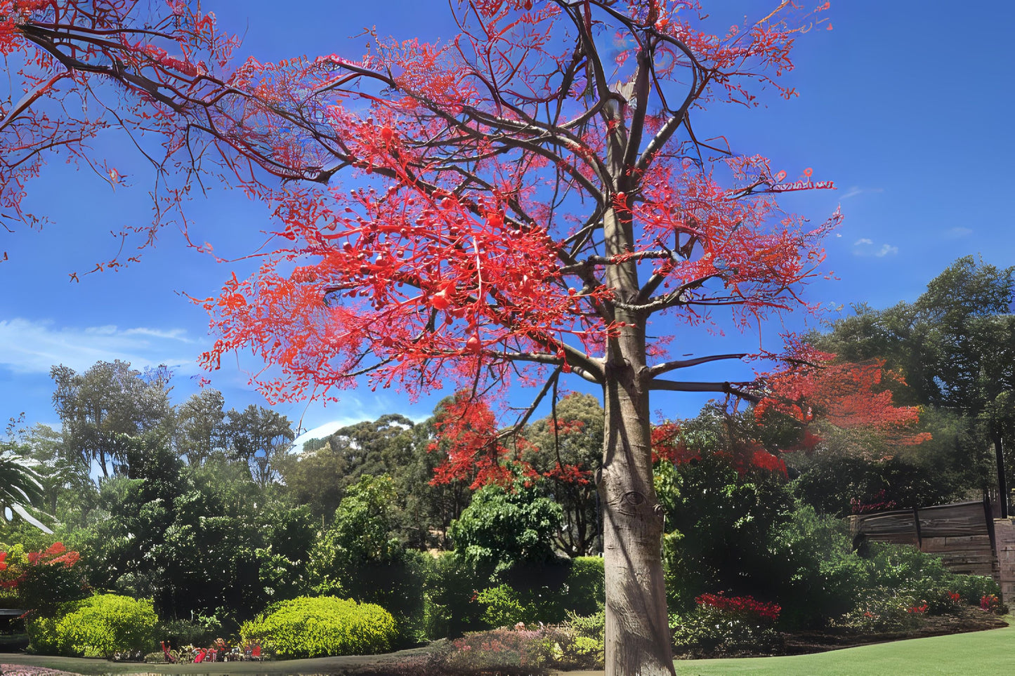 Flame Bottletree Flame Tree (Brachychiton acerifolius)