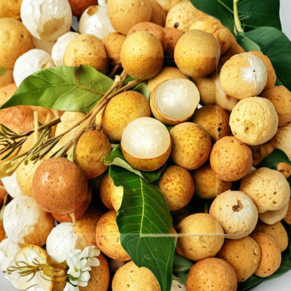 Longan Air Layered Tree – Dimocarpus longan Air-Layered Live Tree | 3 Feet Tall | Bigger Trunk | Shipped in 3 Gallon Pot  Sweet Aromatic Fruit | Early Season Producer | Tropical Backyard Favorite