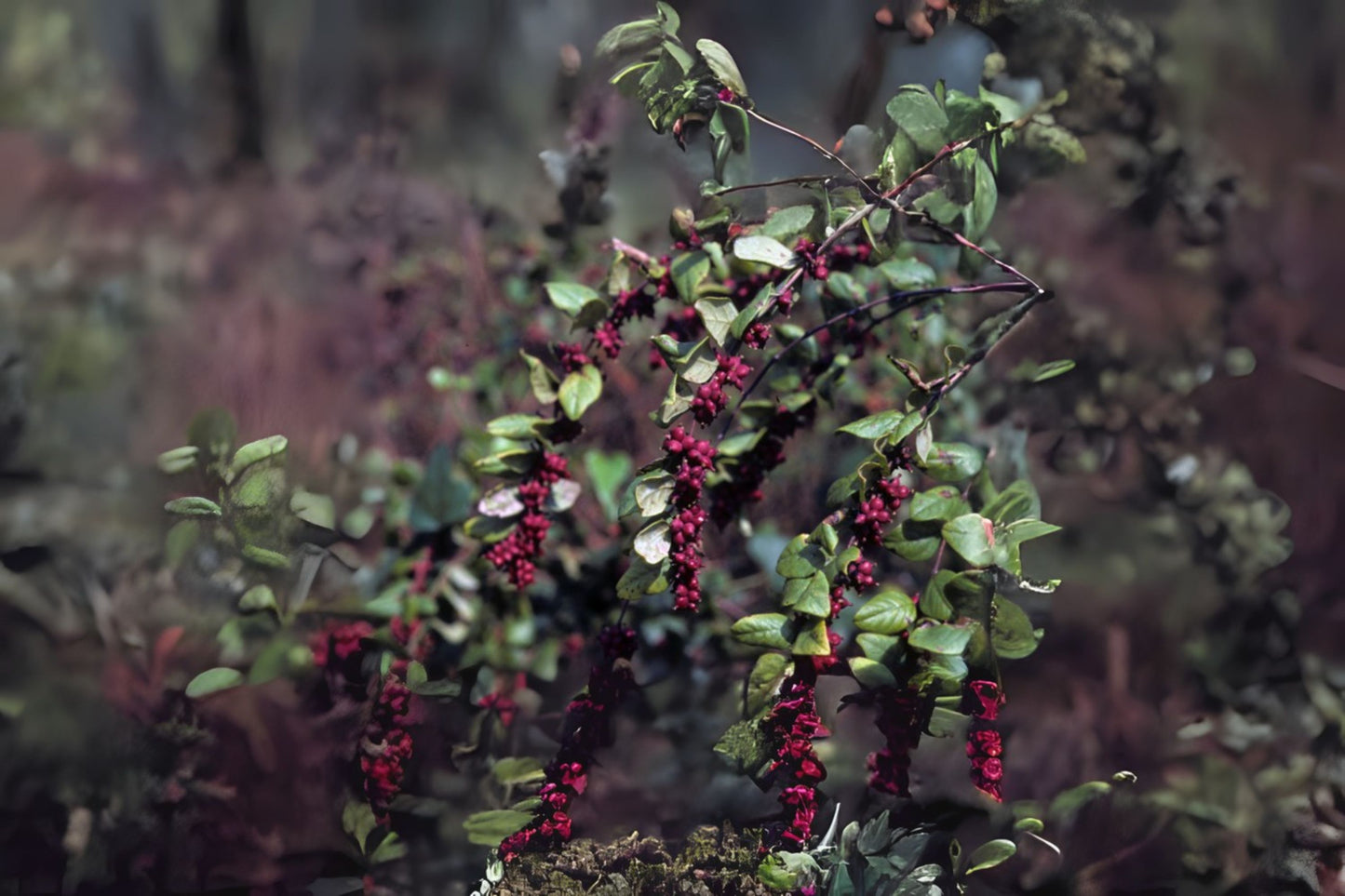 Coralberry Indian Currant (Symphoricarpos orbiculatus)