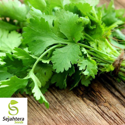 Cilantro Coriander Seeds 100+ | Heirloom Herb Mexican Spice NON-GMO USA