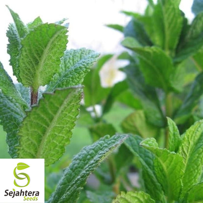 500+ Spearmint Seeds - Non-GMO, Aromatic & Versatile Herb Variety