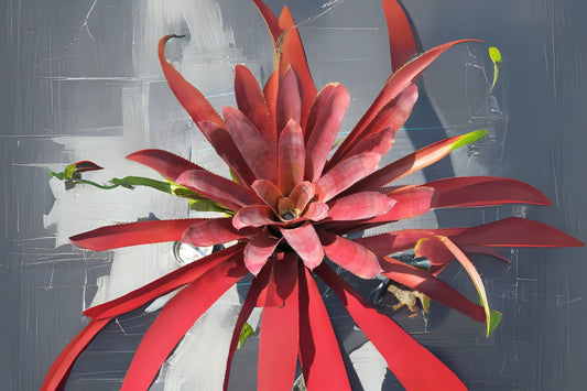 Bromeliad Plant 8" Pot Aechmea Hacienda - Tropical Indoor Houseplant for Home Decor, Exotic Foliage, Air Purifying Plant