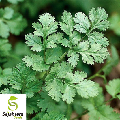 Cilantro Coriander Seeds 100+ | Heirloom Herb Mexican Spice NON-GMO USA