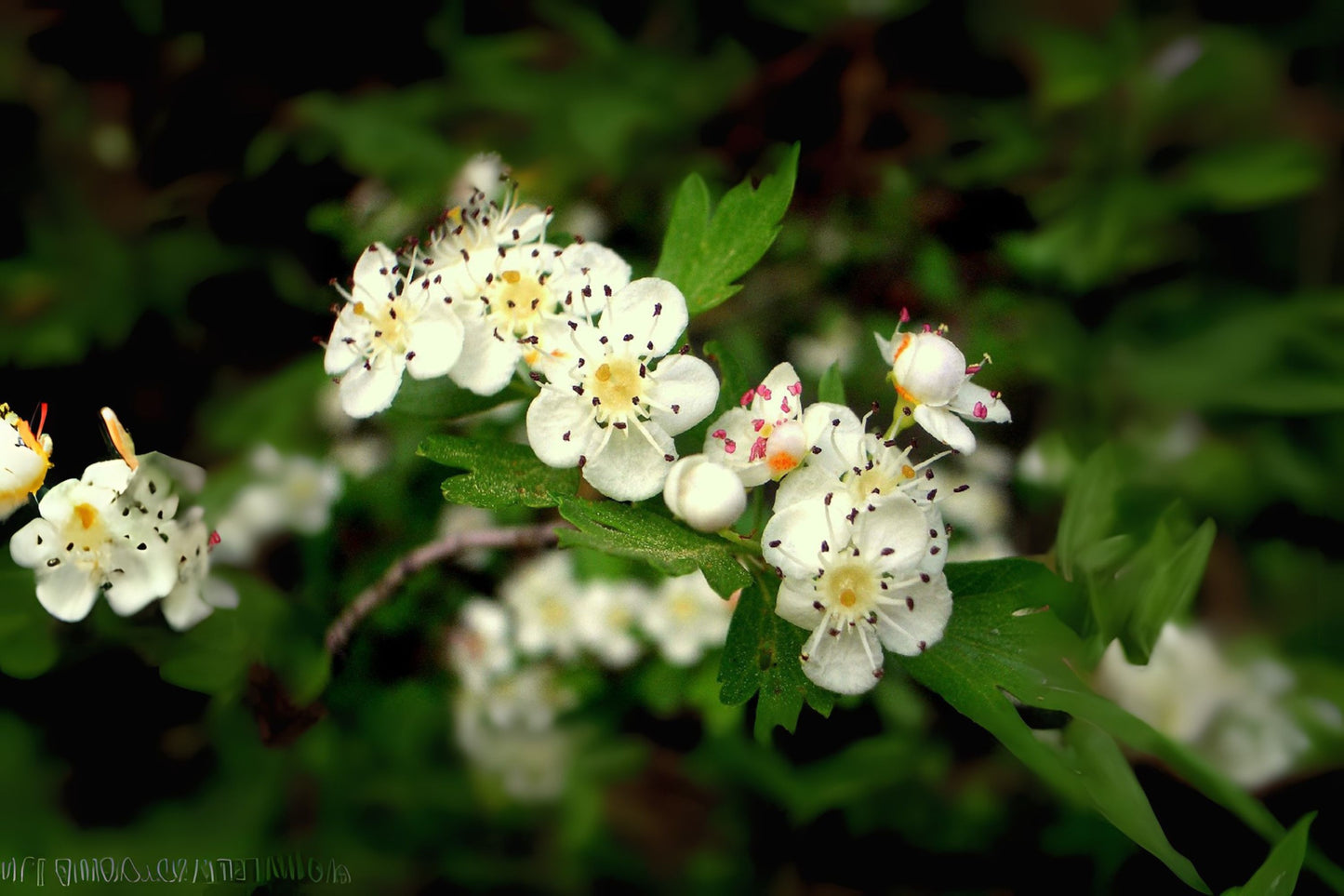 European Hawthorn Oneseed Singleseed Hawthorn (Crataegus monogyna)